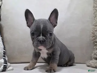 French Bulldog dogs Fiona - Ad 6