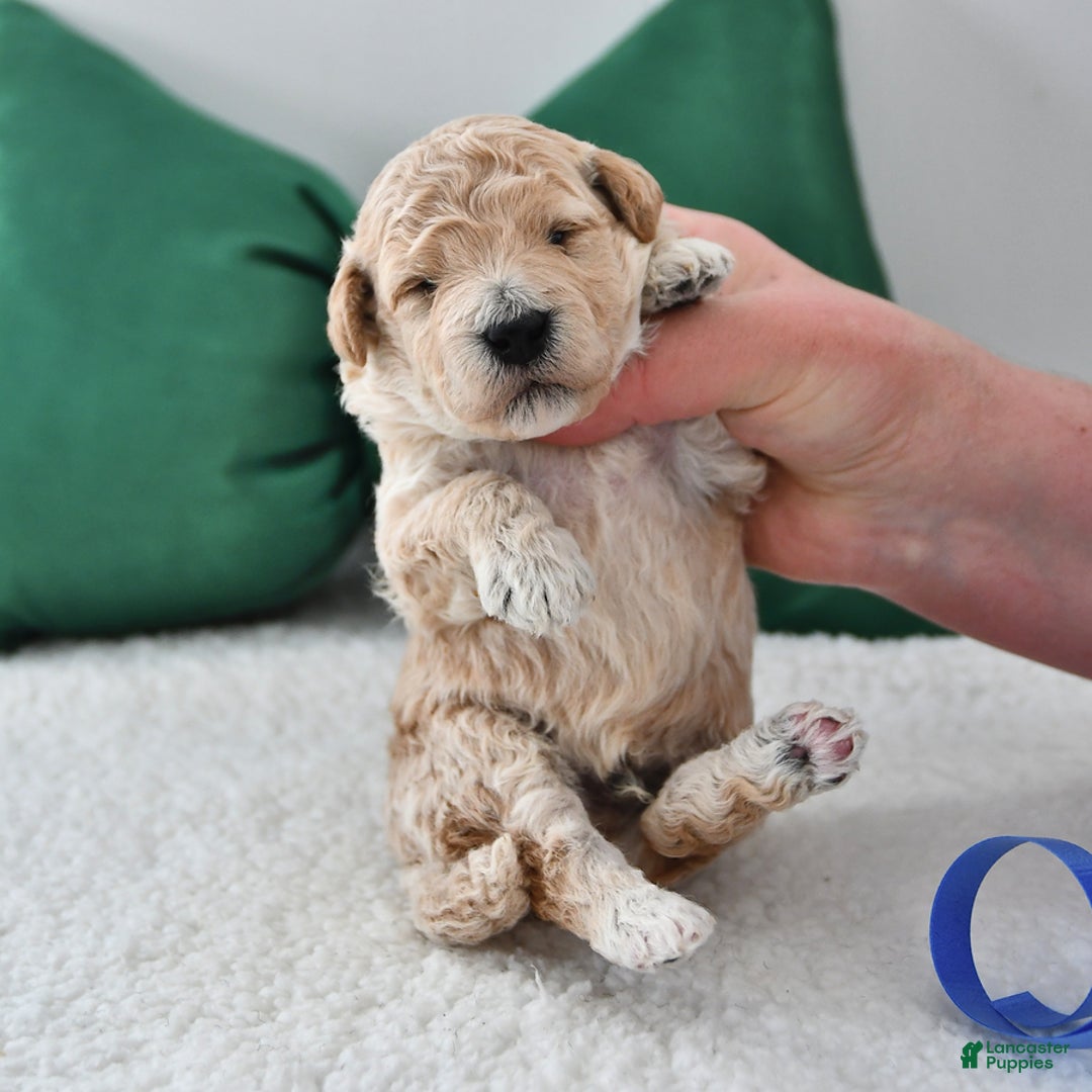 Mini Goldendoodle dogs for sale: Prince   - Ad 4