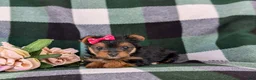Yorkshire Terrier dogs for sale: Harmony 4.5 lbs Full Grown - Ad 8