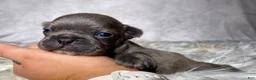 Frenchton dogs for sale: Mr. Remy  - Ad 4