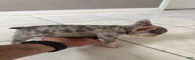 Lilac Merle male