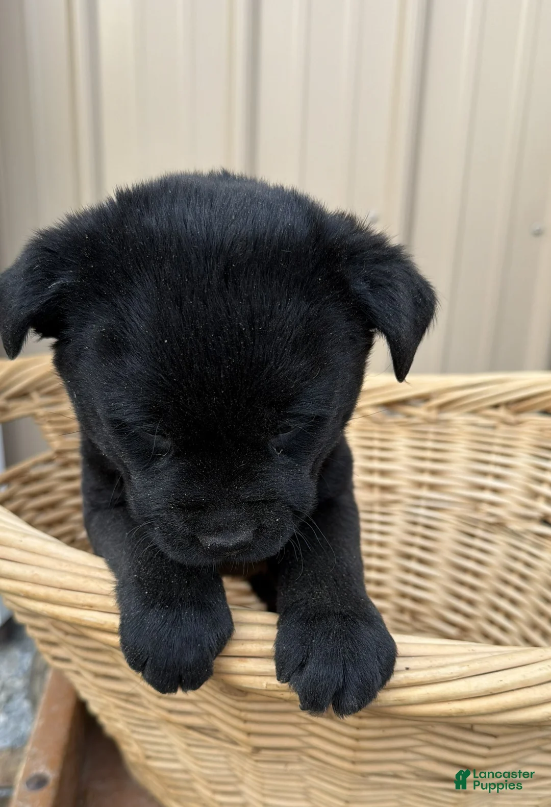 Rottweiler dogs for sale: Rottweiler Puppy 5 Hessie - Ad 2
