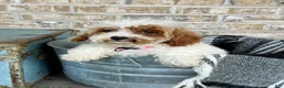Cavapoo dogs for sale: Reese - Ad 5