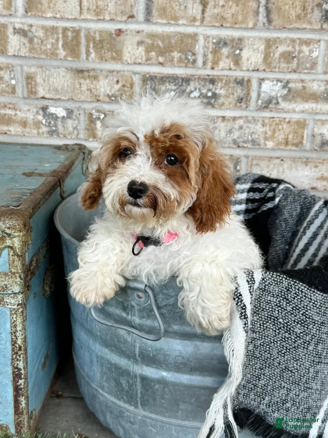 Cavapoo dogs for sale: Reese - Ad 5