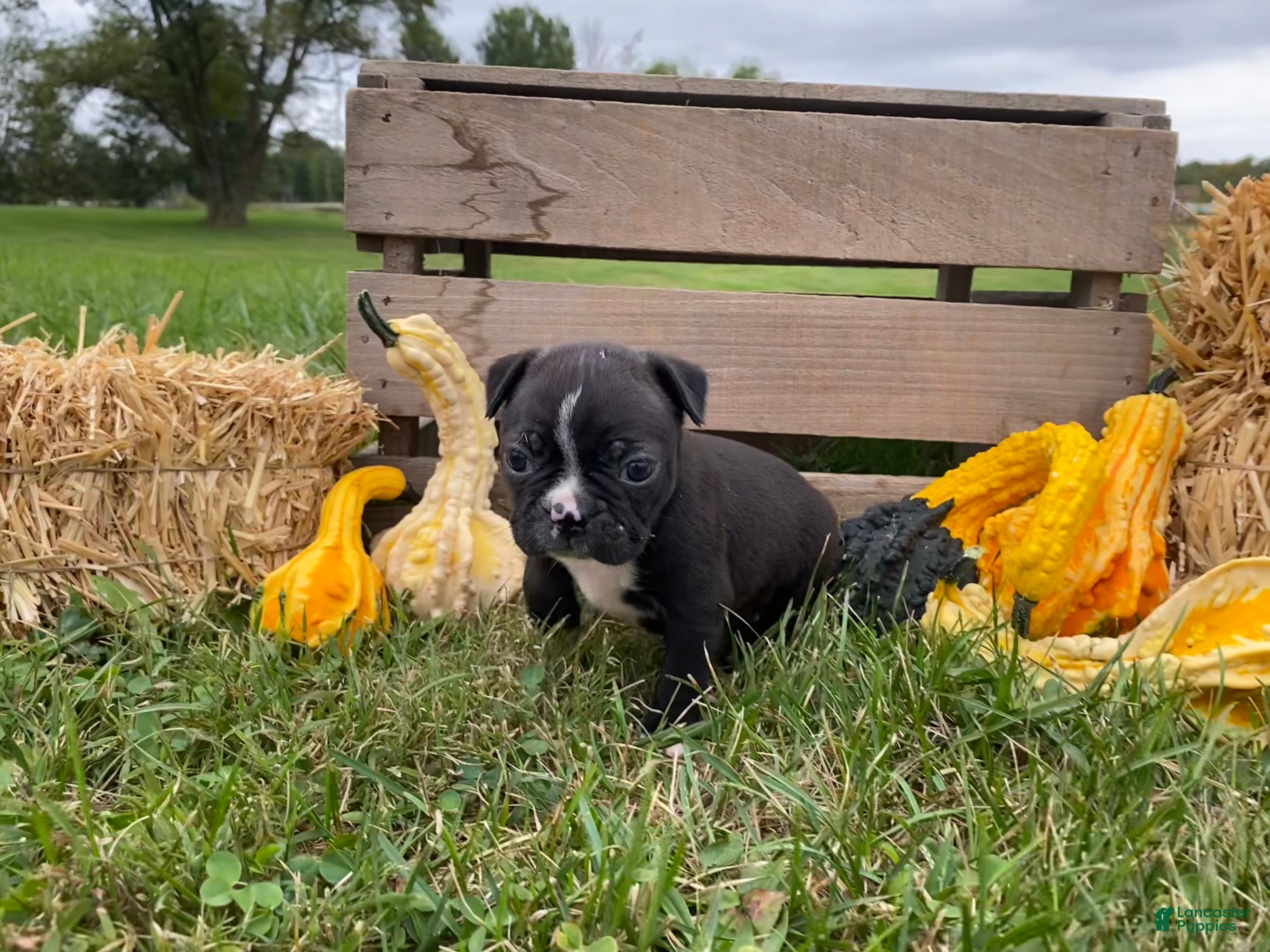Boston Terrier dogs Glacier - Ad 2