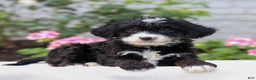Mini Bernedoodle dogs for sale: Josie  - Ad 1