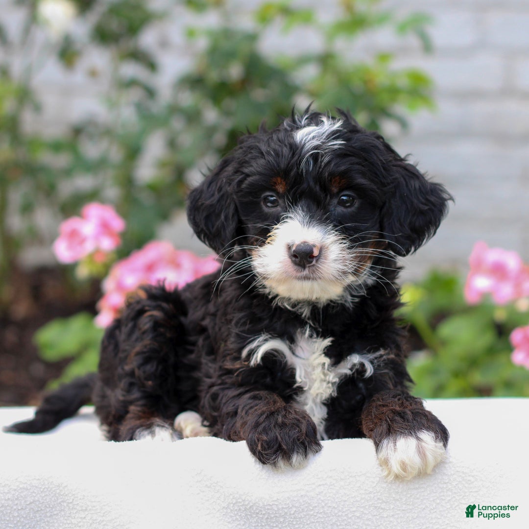 Mini Bernedoodle dogs for sale: Josie  - Ad 1