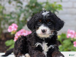 Mini Bernedoodle dogs Josie - Ad 37