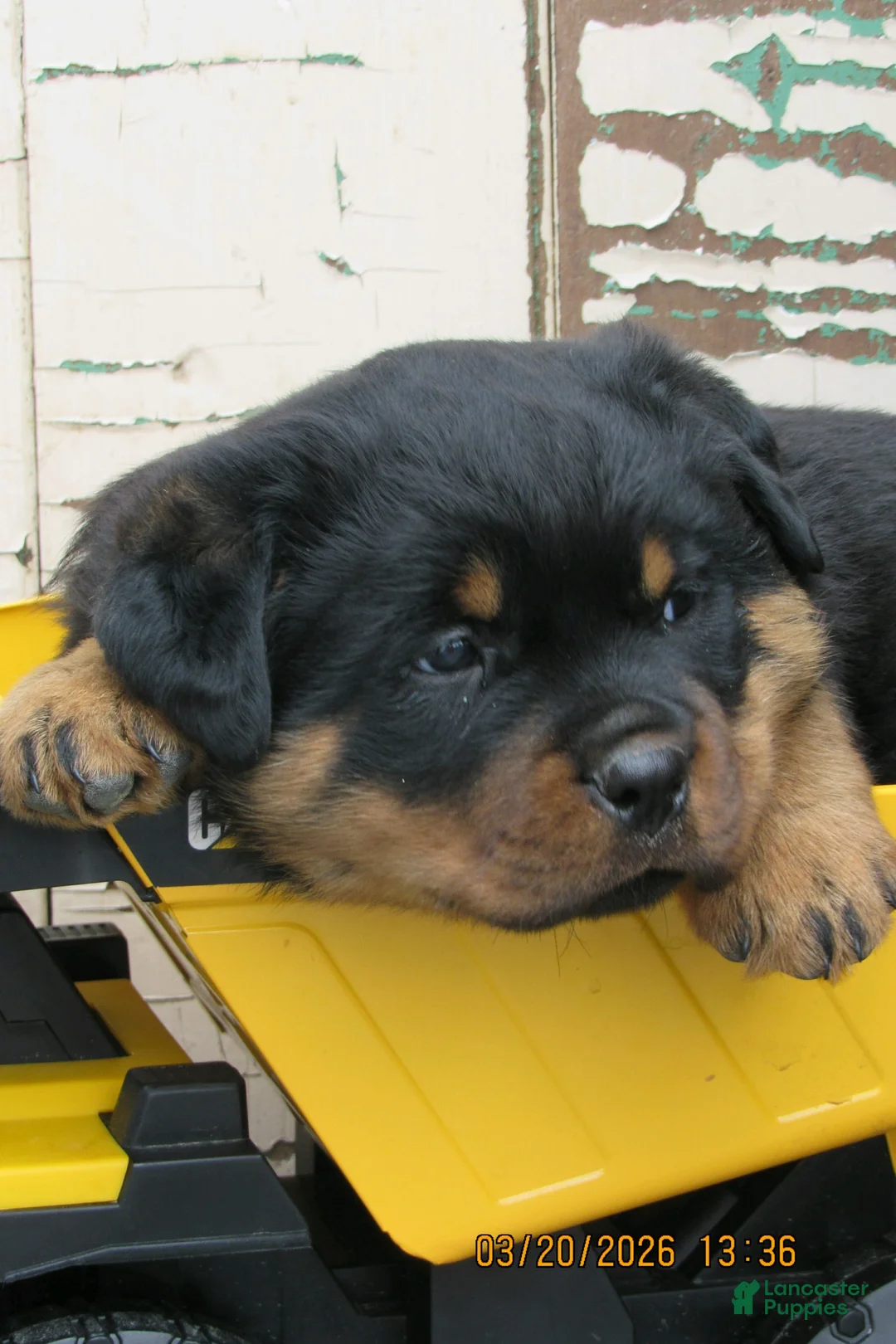 Rottweiler dogs for sale: Rottweiler Puppy 1 Bang - Ad 3