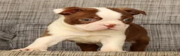 Boston Terrier dogs for sale: Wilbur - Ad 7