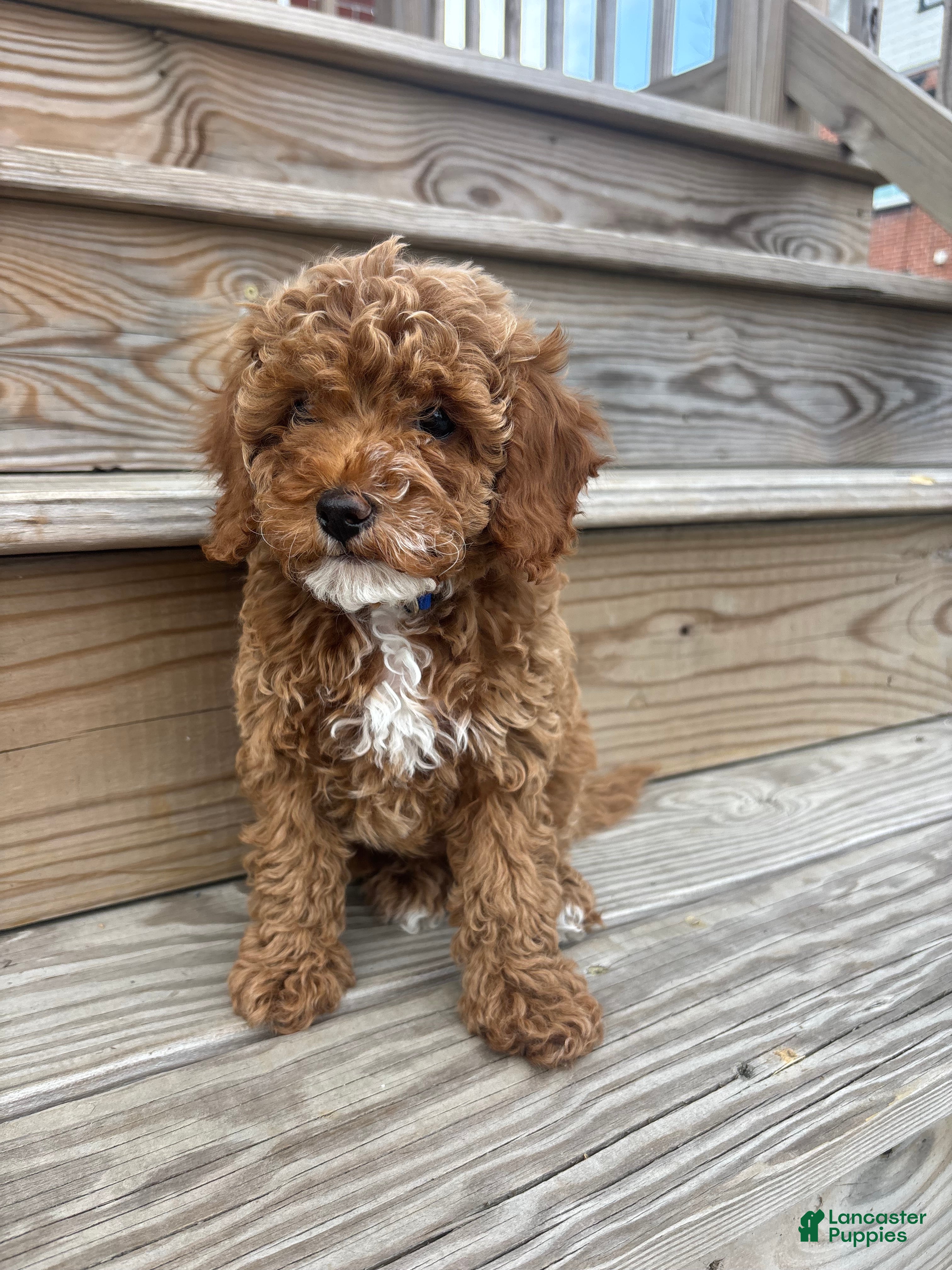 Cavapoo dogs for sale: Buddy - Ad 2