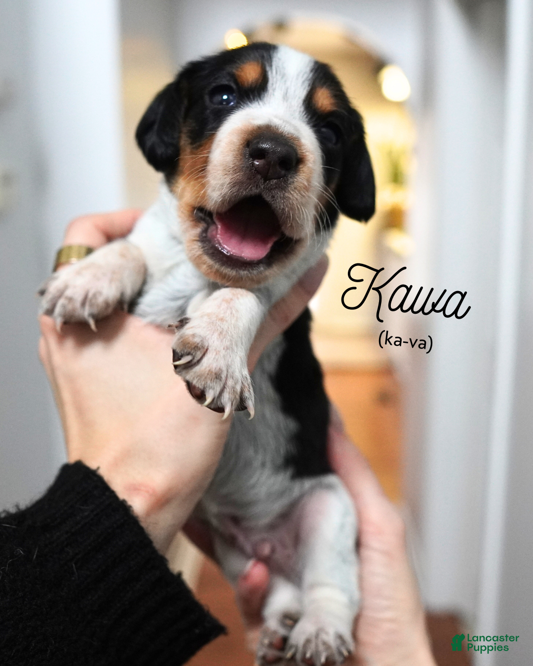 Beagle dogs for sale: Kawa (Ka-va) - Ad 1