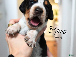 Beagle dogs Kawa (Ka-va) - Ad 41