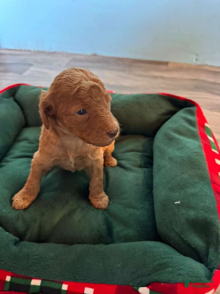 Standard Poodle dogs Standard Poodle Puppy 1 - Ad 1