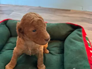 Standard Poodle dogs for sale: Standard Poodle Puppy 1 - Ad 2