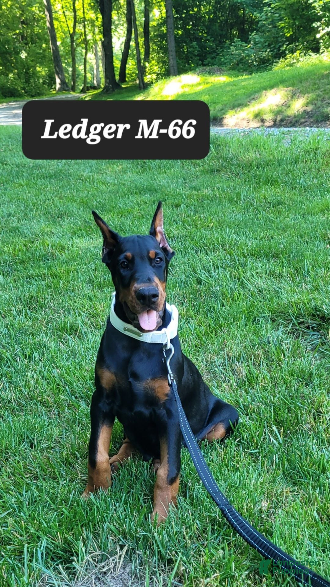 Doberman Pinscher dogs LEDGER  - Ad 24