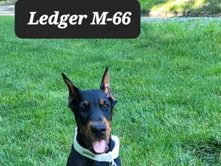 Doberman Pinscher dogs LEDGER - Ad 24