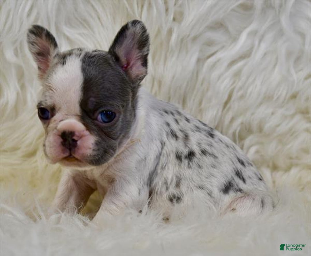 French Bulldog dogs for sale: French Bulldog Puppy 2 - Ad 2
