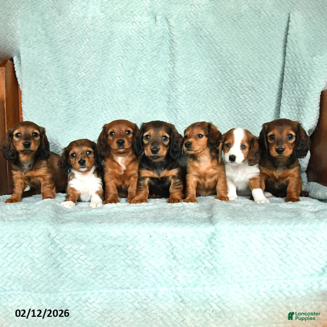 Miniature Dachshund dogs for sale: Dorry - Ad 5