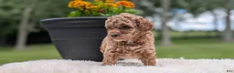 Miniature Poodle dogs for sale: Remi - Ad 3