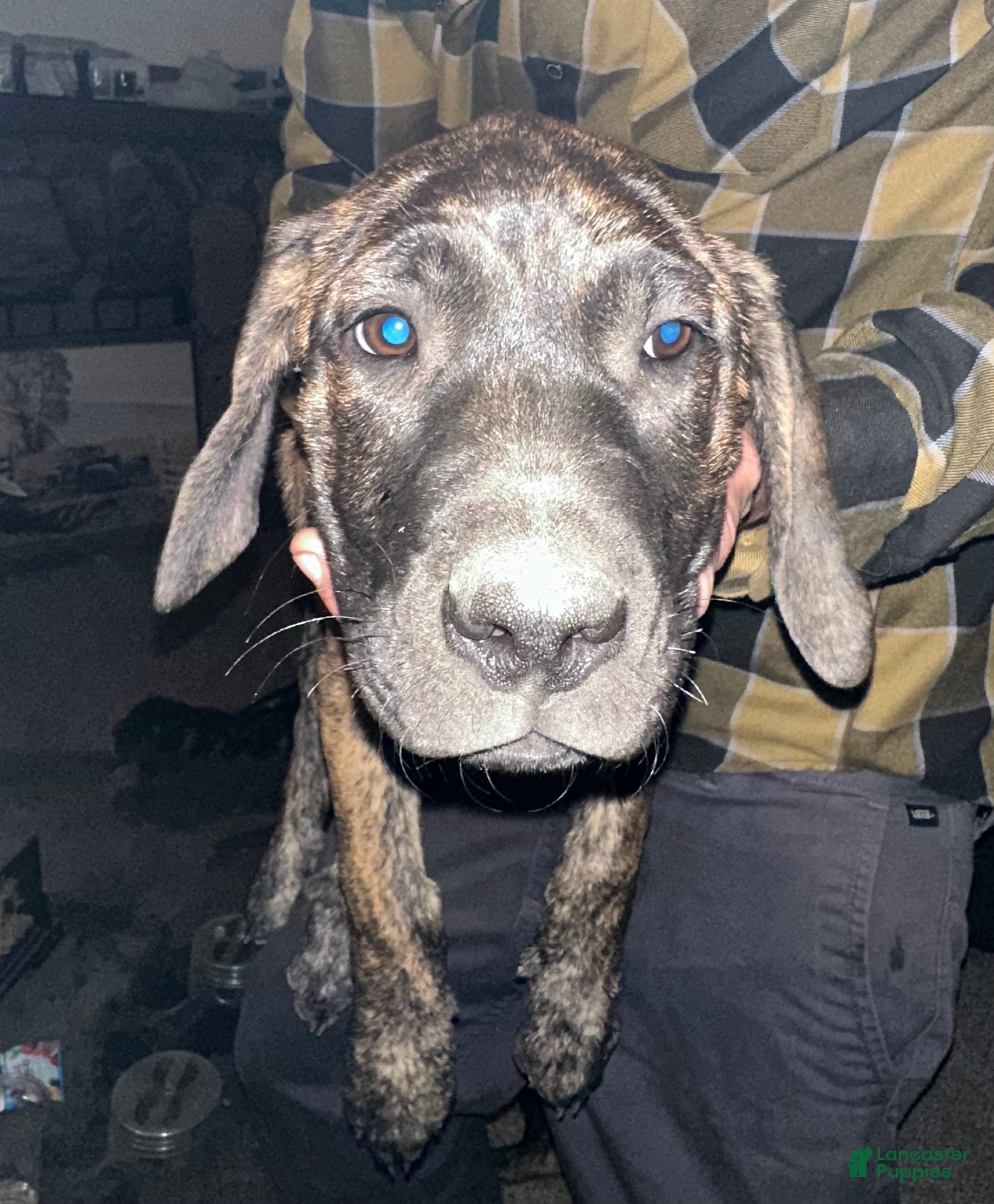 Mixed Breed dogs Brittney  - Ad 22