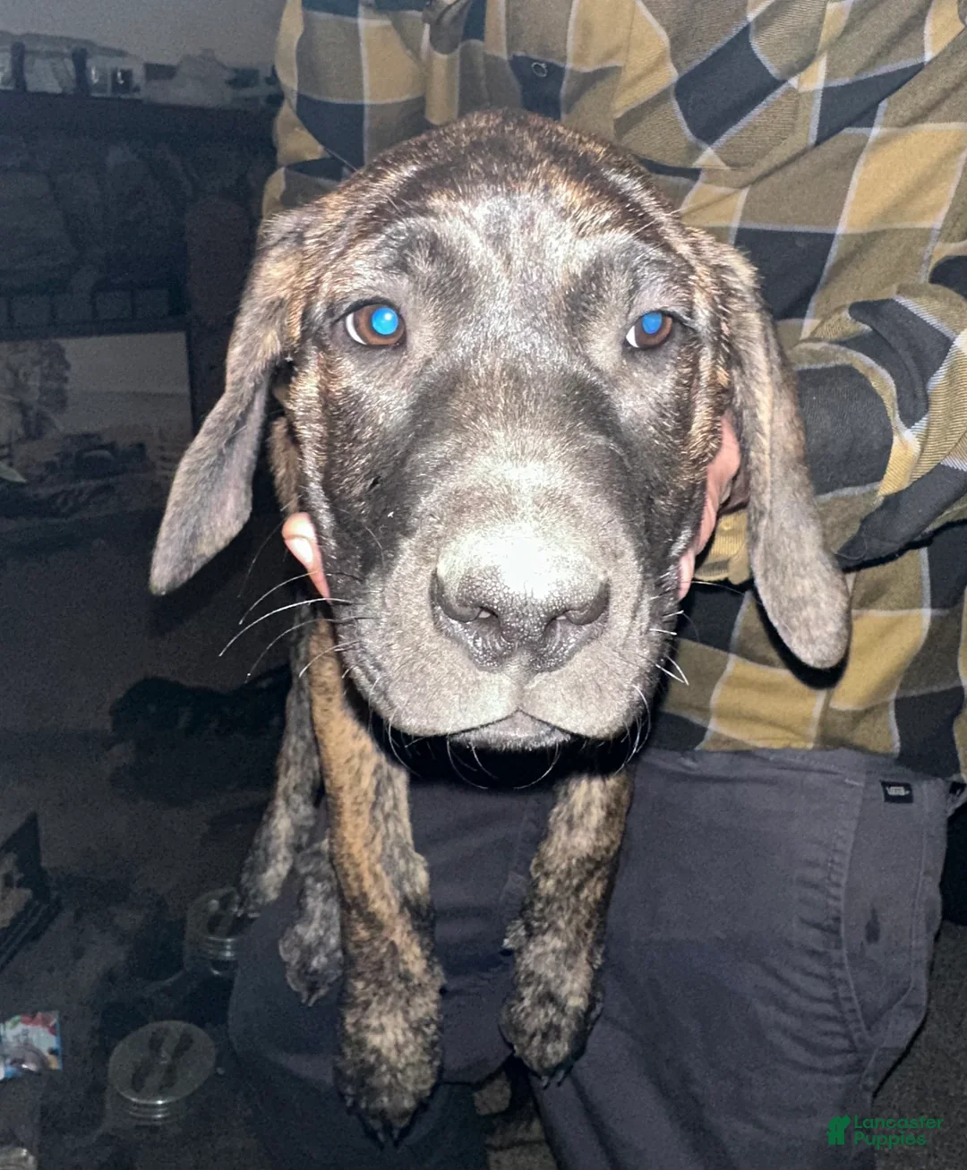 Mixed Breed dogs for sale: Brittney  - Ad 1