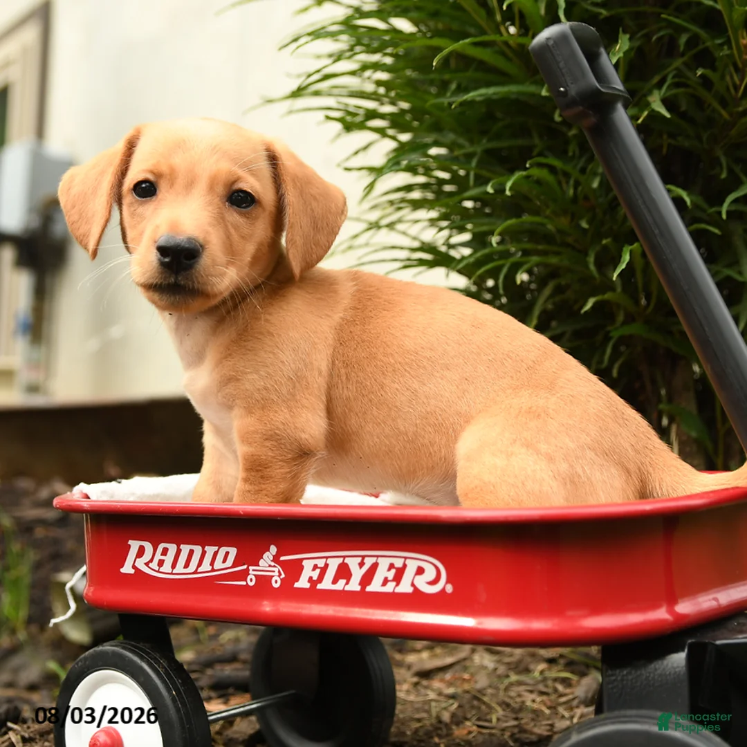 Mixed Breed dogs for sale: Aura - Ad 5