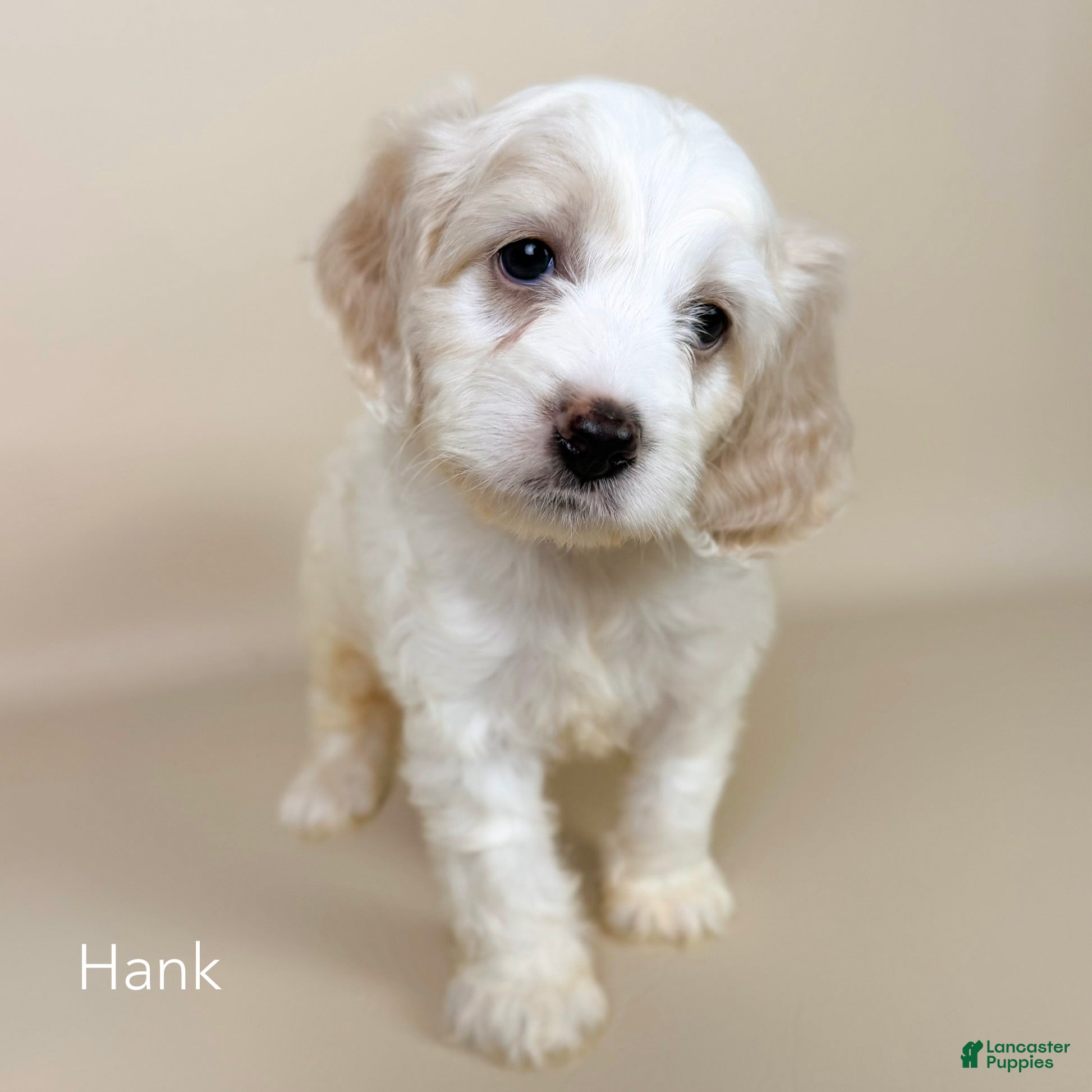 Cockapoo dogs Hank - Ad 2