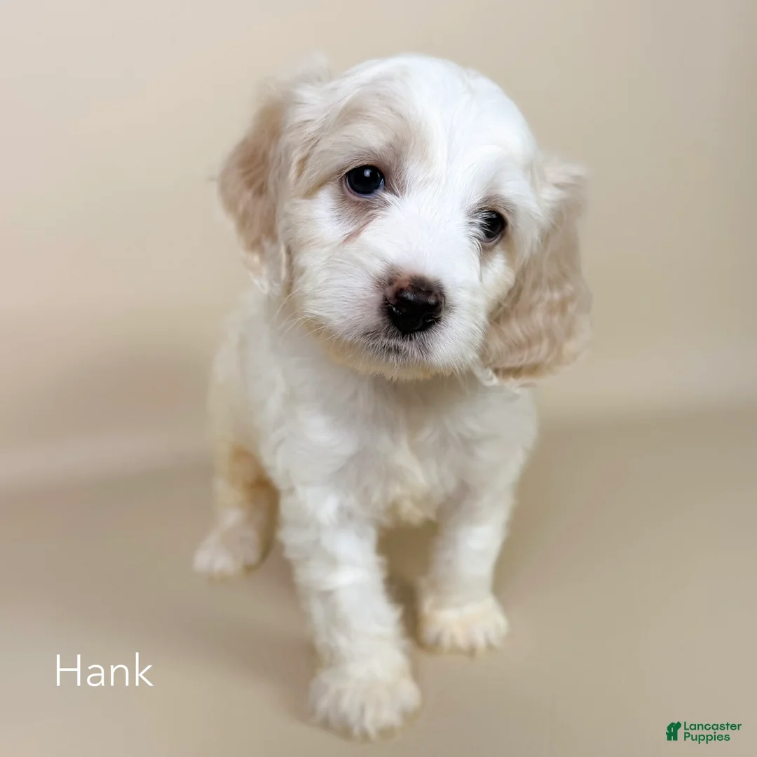 Cockapoo dogs for sale: Hank - Ad 2