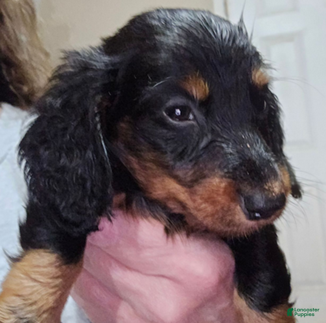 Dachshund dogs for sale: Bigger boy - Ad 2