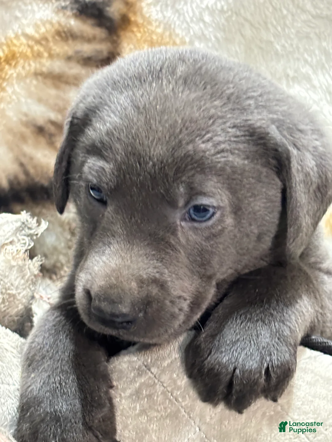 Labrador Retriever dogs for sale: Dalton - Ad 1
