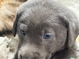Labrador Retriever dogs for sale: Dalton - Ad 3