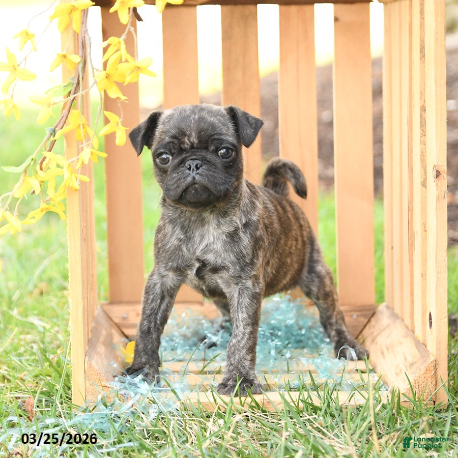 Pug dogs Scout - Ad 1