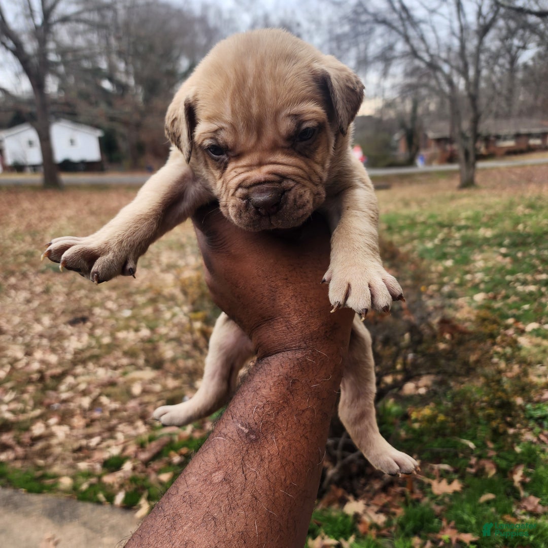 South African Boerboels dogs for sale: Charles - Ad 4