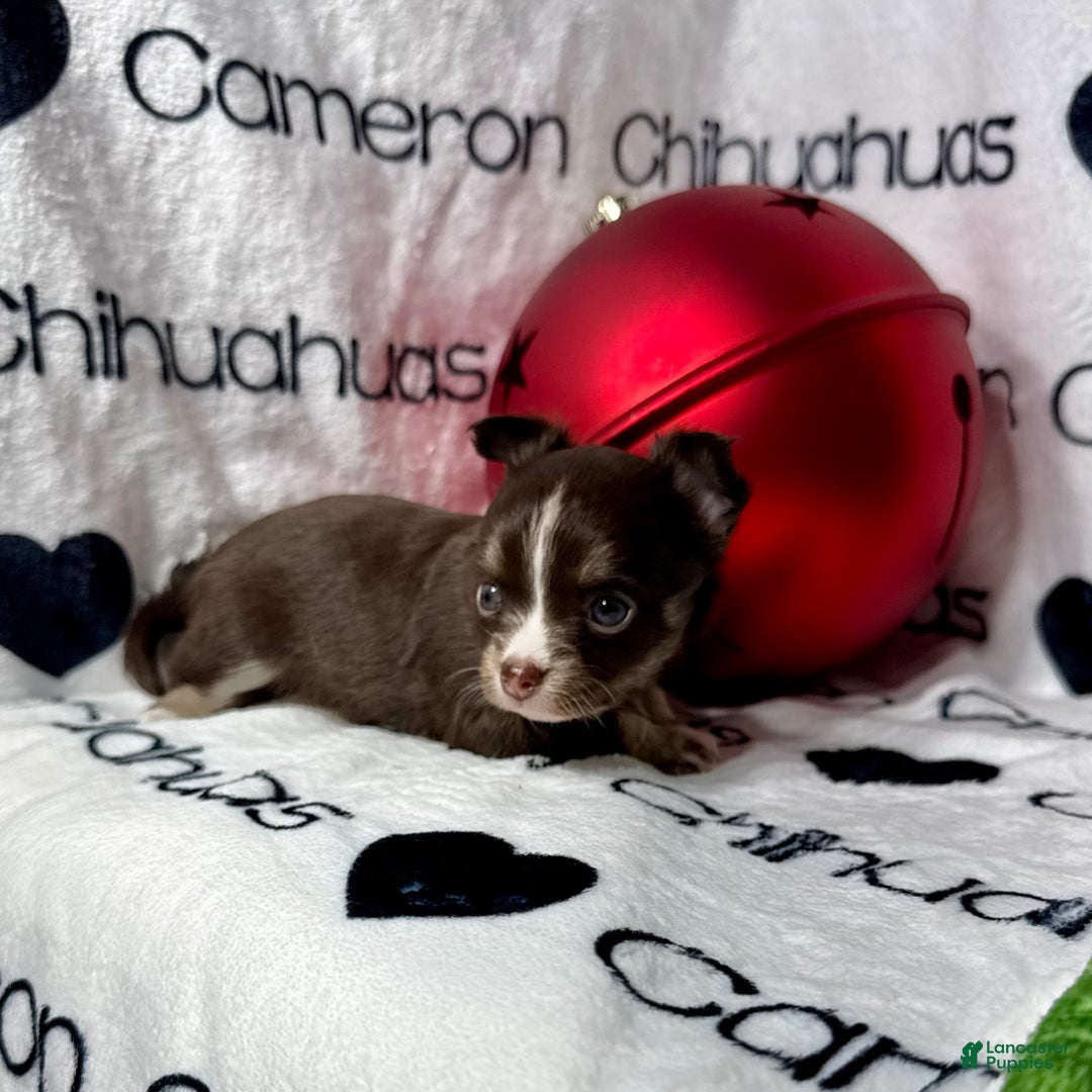 Chihuahua dogs for sale: Addison Chocolate Tri LC - Ad 2