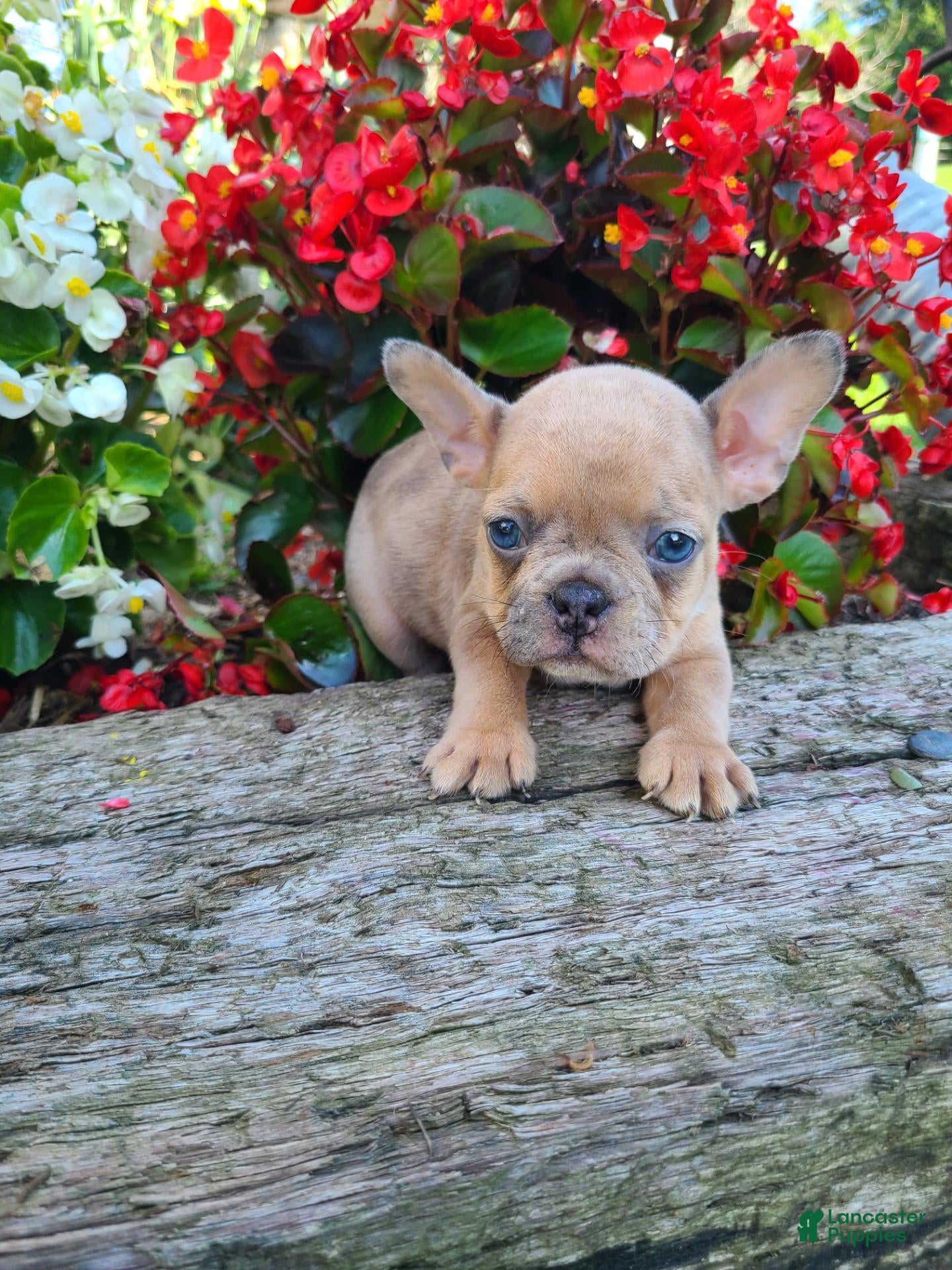 Frenchton dogs Milo - Ad 1