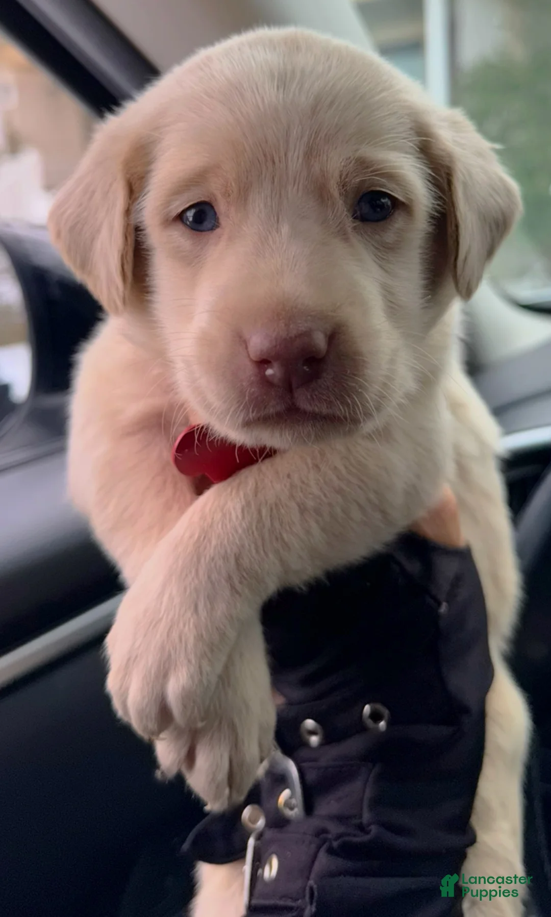 Labrador Retriever dogs for sale: Labrador Retriever Puppy 1 - Ad 12