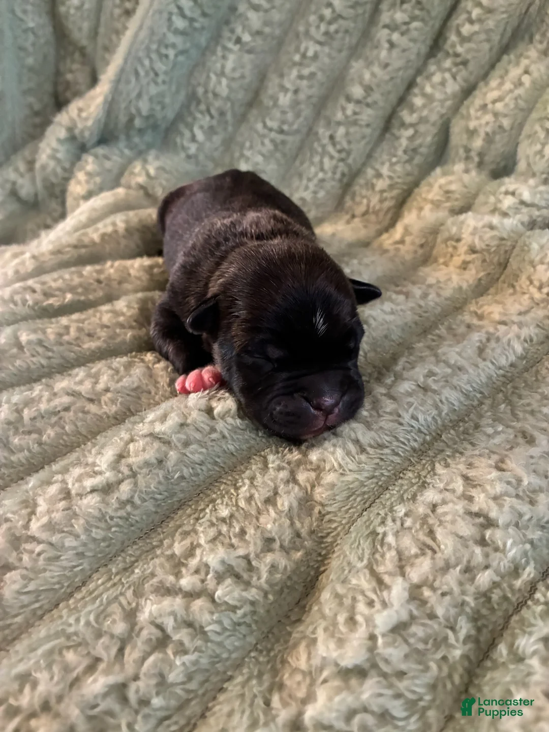 American Staffordshire Terrier dogs for sale: Boy 3 - Ad 1