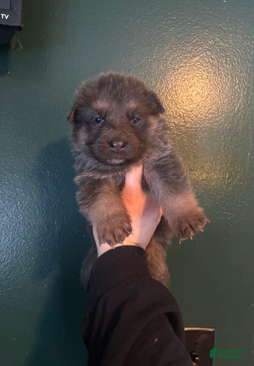 German Shepherd dogs for sale: German Shepherd Puppy 3 - Ad 1