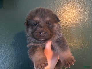 German Shepherd dogs German Shepherd Puppy 3 - Ad 8