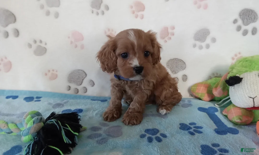 Cavapoo dogs for sale: Vernon  - Ad 3