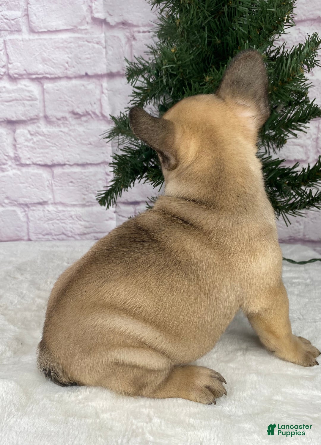 French Bulldog dogs for sale: Kyle - Ad 5