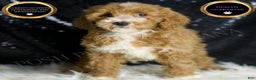Mini Goldendoodle dogs for sale: Amber - Ad 7
