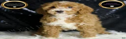 Mini Goldendoodle dogs for sale: Amber - Ad 2