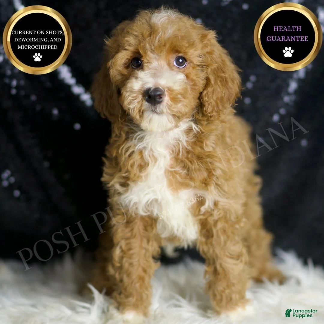 Mini Goldendoodle dogs for sale: Amber - Ad 2