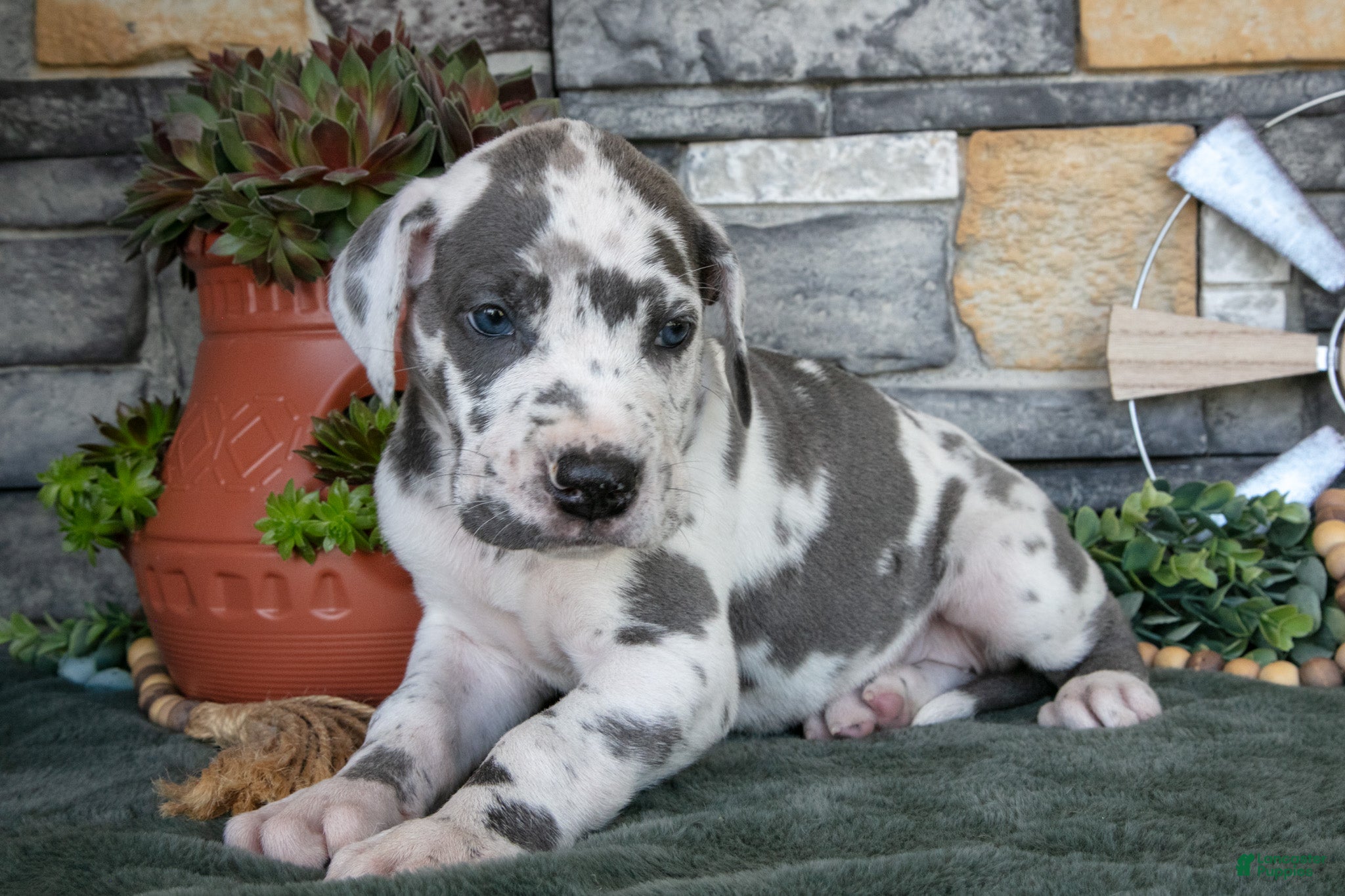 Great Dane dogs Dixie - Ad 1