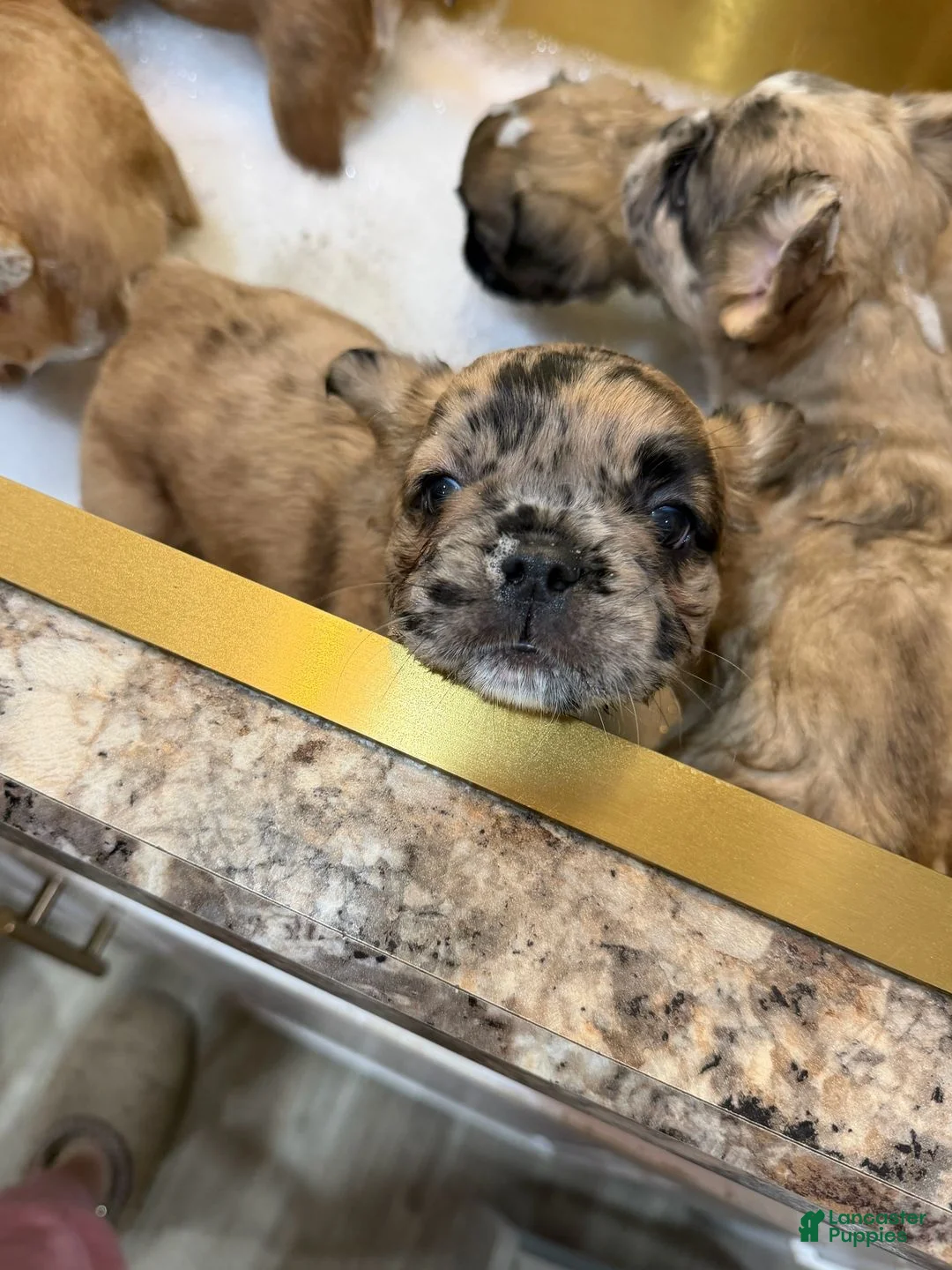 French Bulldog dogs for sale: French Bulldog 1 - Ad 2