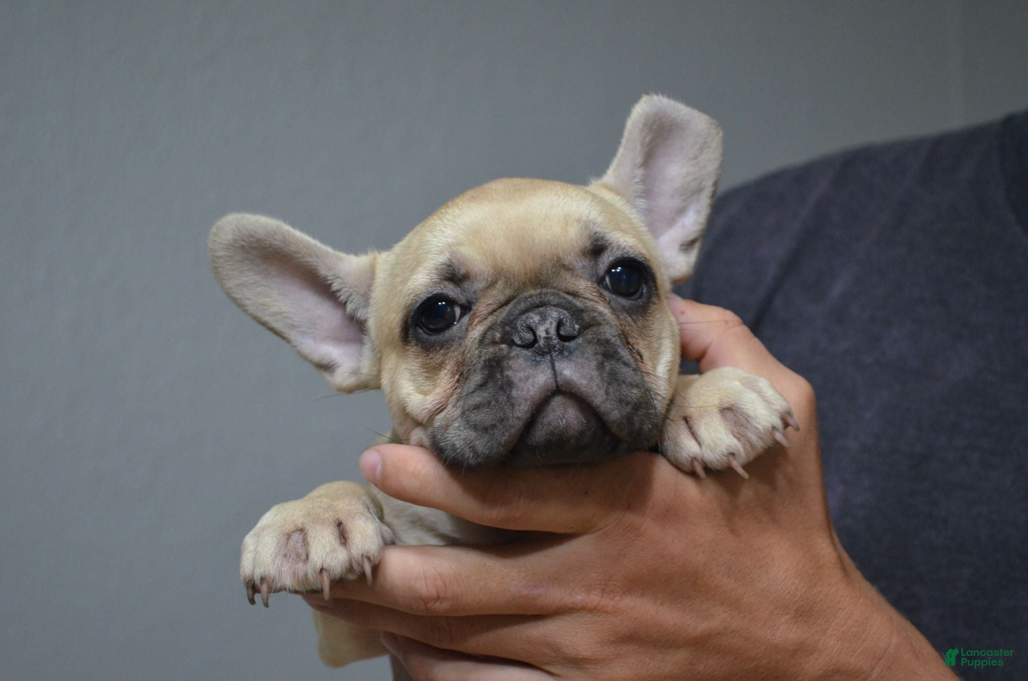 French Bulldog dogs for sale: Sandy - Ad 1