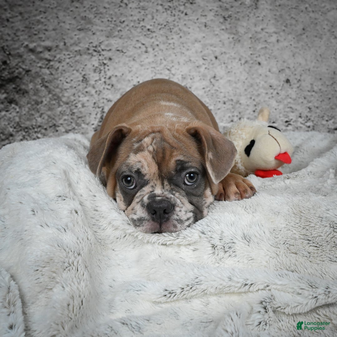 French Bulldog dogs for sale: Gus - Ad 4