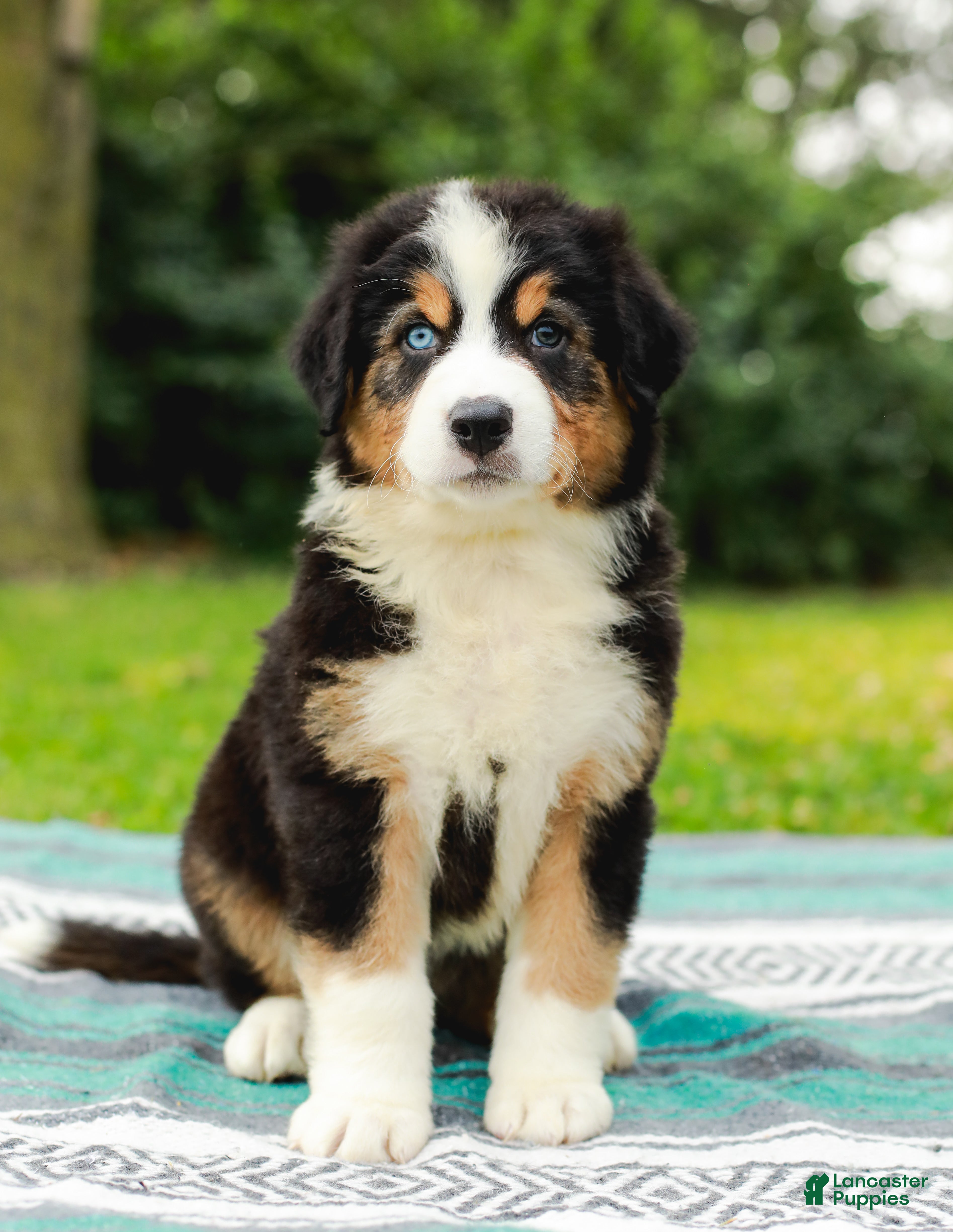 Australian Shepherd dogs Shadow - Ad 2